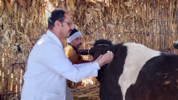 حملات تحصين 