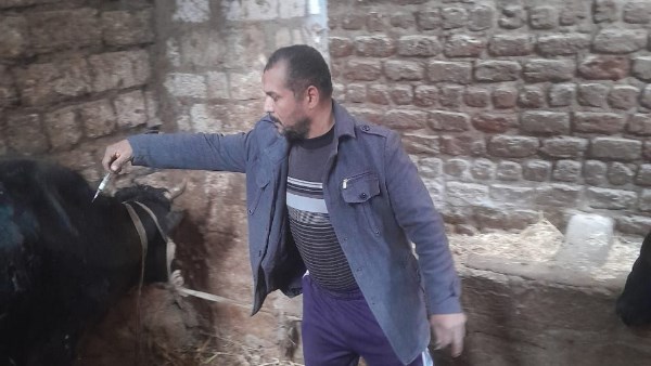 تحصين 30 ألف رأس ماشية وتنفيذ أكثر من 600 لجنة ميدانية خلال الأسبوع الثالث من الحملة القومية بأسيوط 