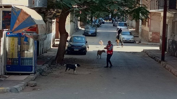 تحصين الكلاب الضالة 