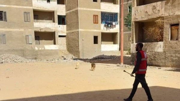 بيطري قنا : تحصين 128 كلبًا ضالًا لحماية الصحة العامة