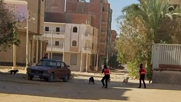 حملة الكلاب الضالة 