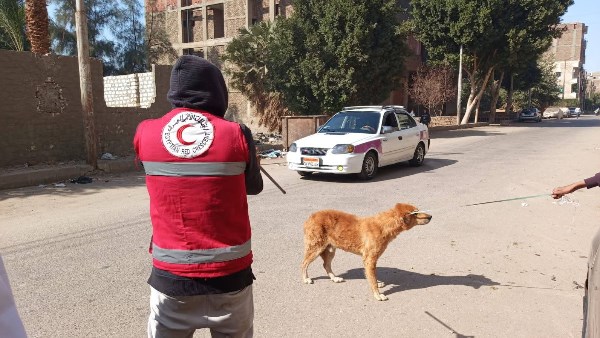 تحصين الكلاب الضالة بقنا 