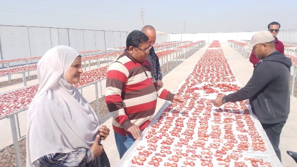 وحدة السكان بإسنا تعقد تدريبًا متخصصًا عن تقنيات تجفيف الطماطم بمجمع الصناعات الغذائية بالكيمان