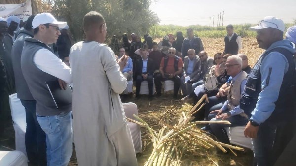 جهود محافظة أسوان