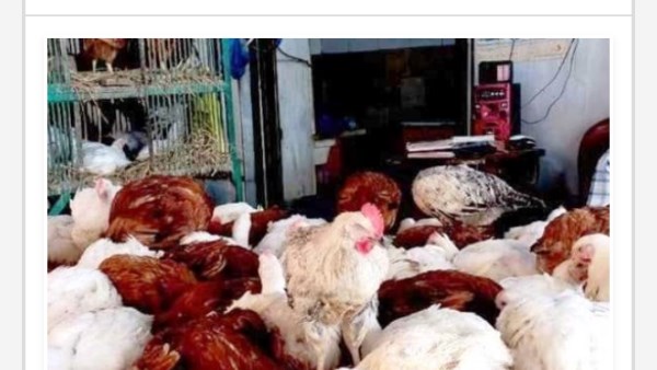 أسعار الدواجن في أسوان اليوم السبت 7-2-2026