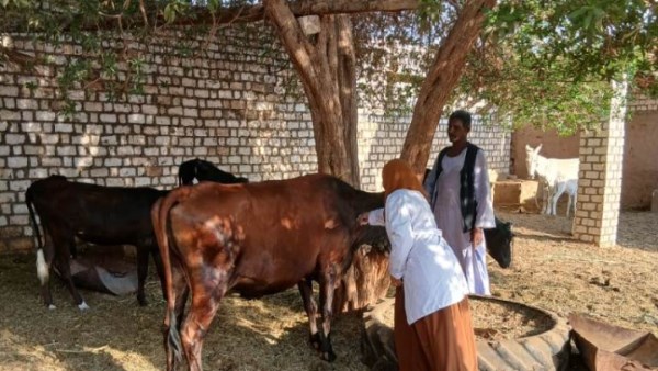 جهود متنوعة 