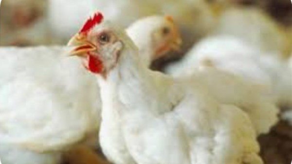 دواجن ارشيفيه 