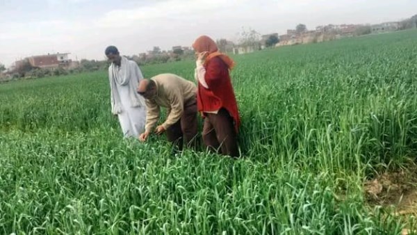 زراعة الإسماعيلية تنفذ مدرسة حقلية لمحصول القمح بمركز أبوصوير