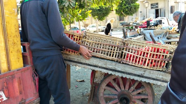 حملات ميدانية بمناخ بورسعيد 