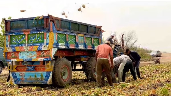 حصاد بنجر السكر في كفر الشيخ 