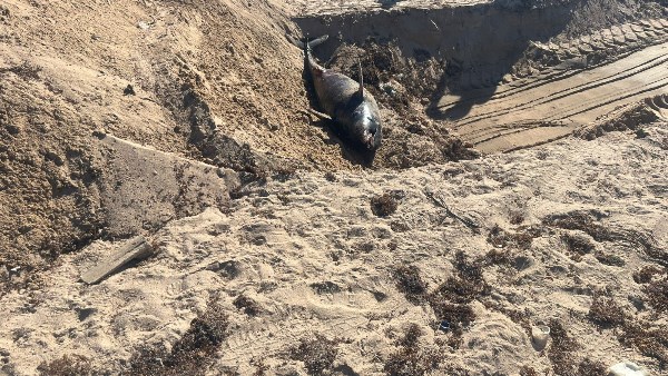 دفن الدرفيل النافق 