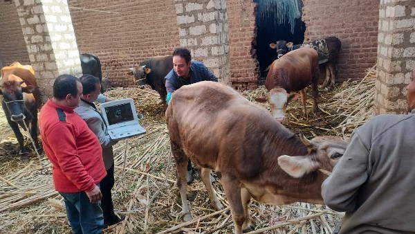 الخدمات البيطرية تنفذ التلقيح الاصطناعي 