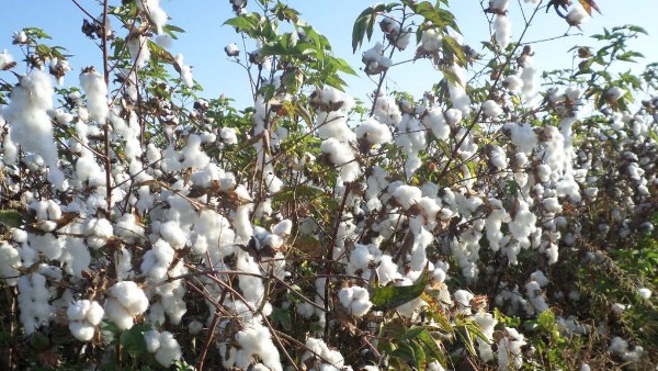 القطن