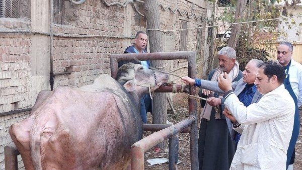 قوافل بيطرية