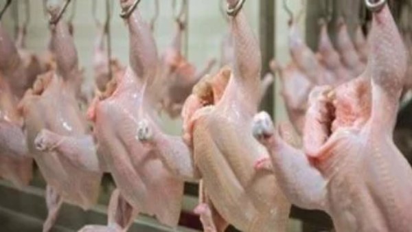 اسعار الفراخ اليوم 