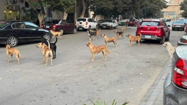 الكلاب الضاله