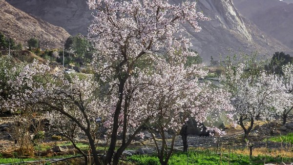 تفتح أشجار اللوز بسانت كاترين 