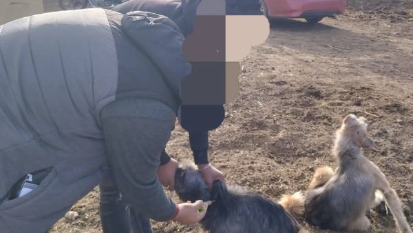 حملات بيطرية