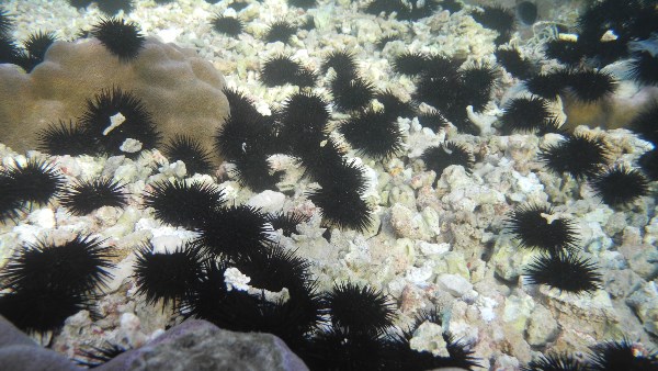 صورة موضوعية