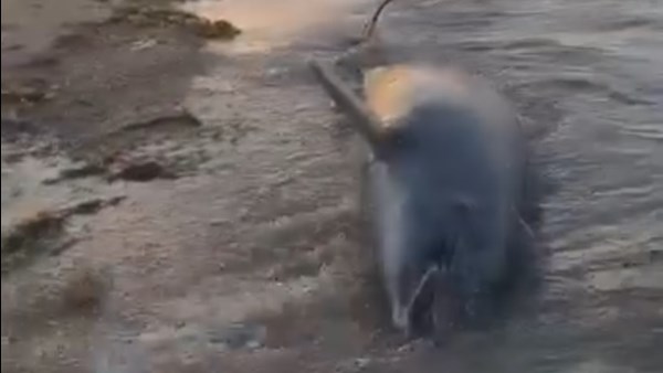 صورة موضوعية