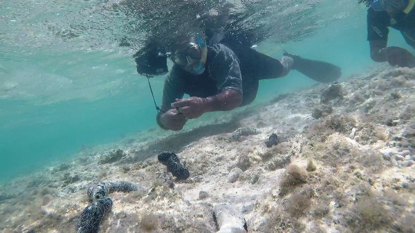 صورة موضوعية