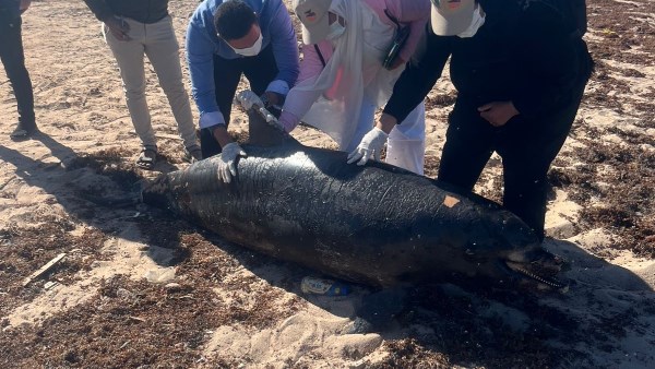 الدرفيل النافق بمدينة رأس غارب 