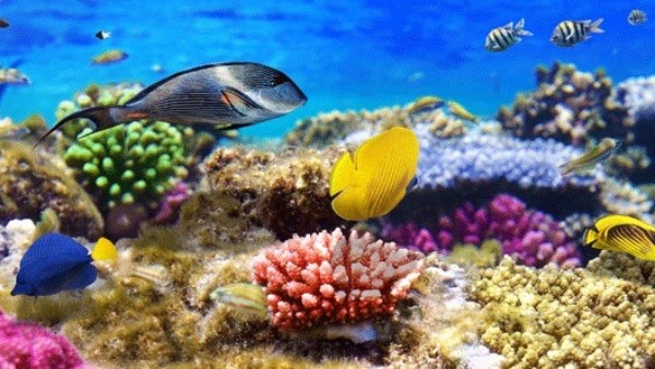 خريطة مصر البيئية