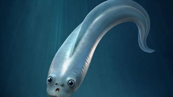 سمكة بأربع عيون