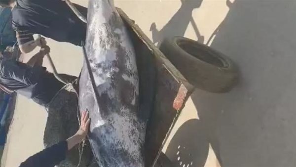 العثور على دولفين نافق على شاطئ ميناء المعدية في البحيرة