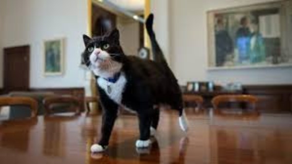 القط “بالمرستون”