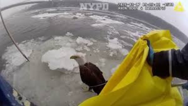 صورة للنسر العالق