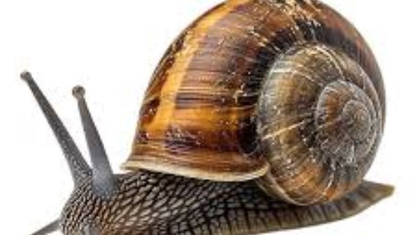 إنقاذ حلزون نادر من الانقراض بإنجلترا