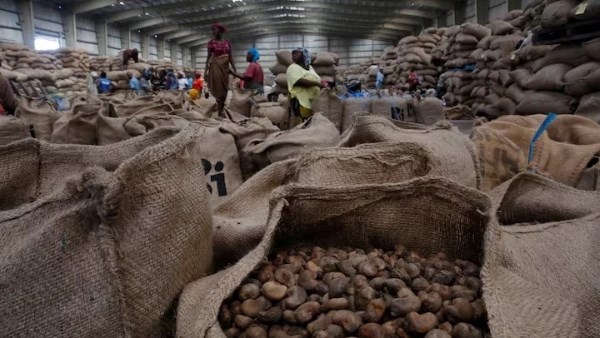 سي إن بي سي: إنتاج كوت ديفوار من الكاجو العام الماضي بلغ 1.54 مليون طن