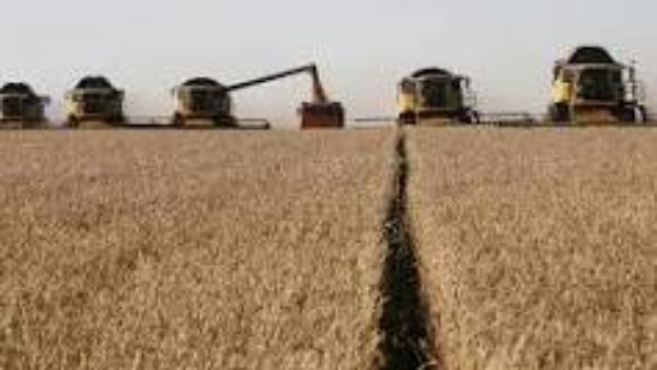 القمح يتراجع لأدنى مستوى في نحو أسبوع مع تحسن توقعات الطقس في الولايات المتحدة