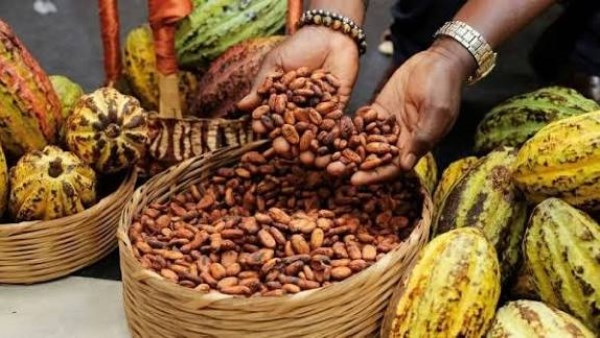 إعلان مبكر لسعر الكاكاو في كوت ديفوار .. واسواق الشوكولاتة تترقب إعلان مبكر لسعر الكاكاو في كوت ديفوار .. واسواق الشوكولاتة تترقب