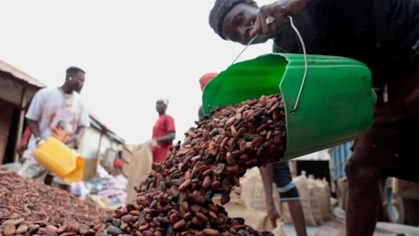 تكدس الكاكاو في كوت ديفوار يتفاقم مع تعليق البرازيل وارداتها