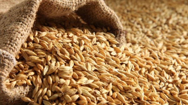 الشعير.. كيف يساعد مرضى السكري على ضبط سكر الدم وصحة القلب؟