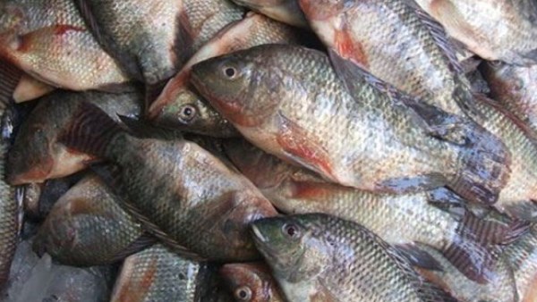 بين العين والخياشيم.. كيف تفرق بين السمك الطازج والفاسد؟