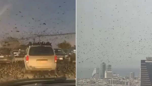  حقيقة أسراب من الغربان في سماء تل أبيب