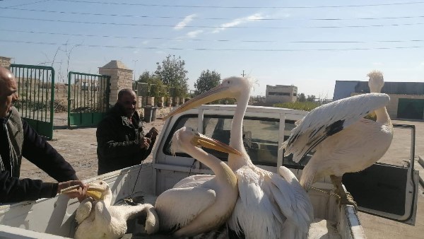 إنقاذ البجع الأبيض