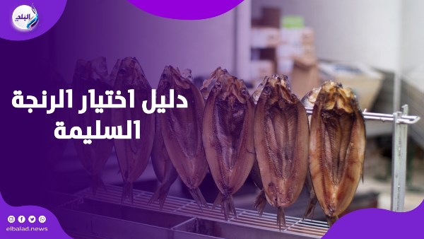 دليل اختيار الرنجة السليمة