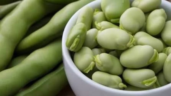 الفول الحرارتى.. يعالج أمراض خطيرة 