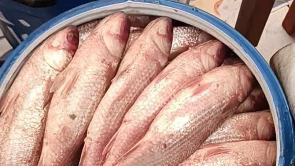 نصائح تقلل من أضرار تناول الفسيخ ..