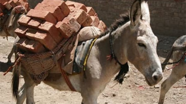 دار الإفتاء: يحرم شرعًا حمل الأثقال على الحيوان غير القادر