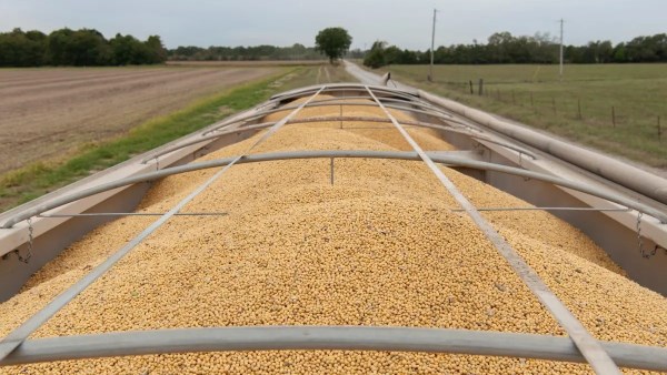 المحاصيل الأساسية