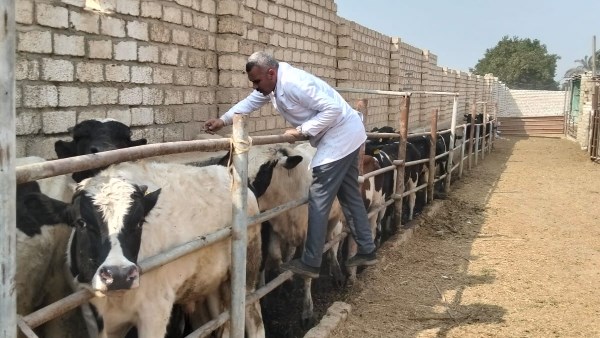 تحصين الثروة الحيوانية 