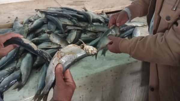 حملات مكثفة في المنوفية 