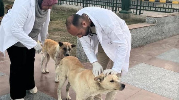 حملات مستمرة لمكافحة السعار 