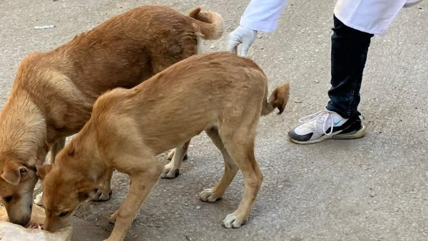 تحصين الكلاب ضد السعار