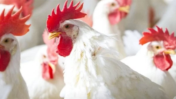 دوا جن ارشيفيه 